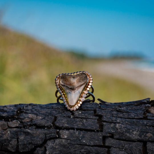 Sun Rays Shark Tooth Ring