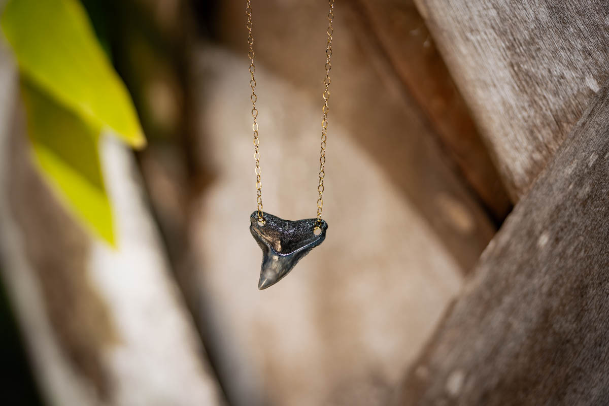Double Drilled Shark Tooth Necklace - Image 7