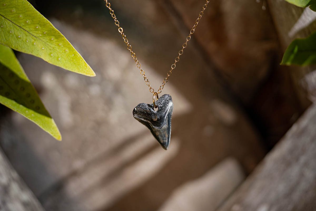 Drilled Shark Tooth Necklace - Image 8