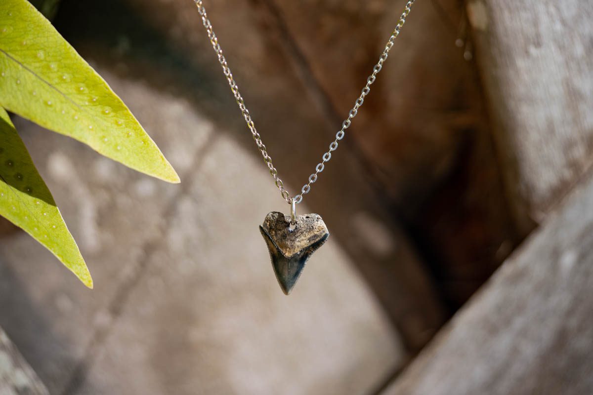 Drilled Shark Tooth Necklace - Image 7