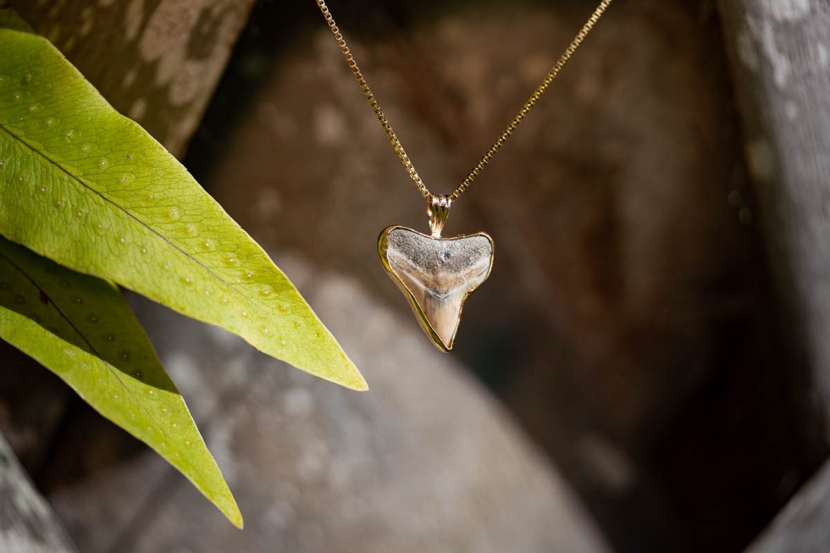 Custom Shark Tooth Necklace - Image 4