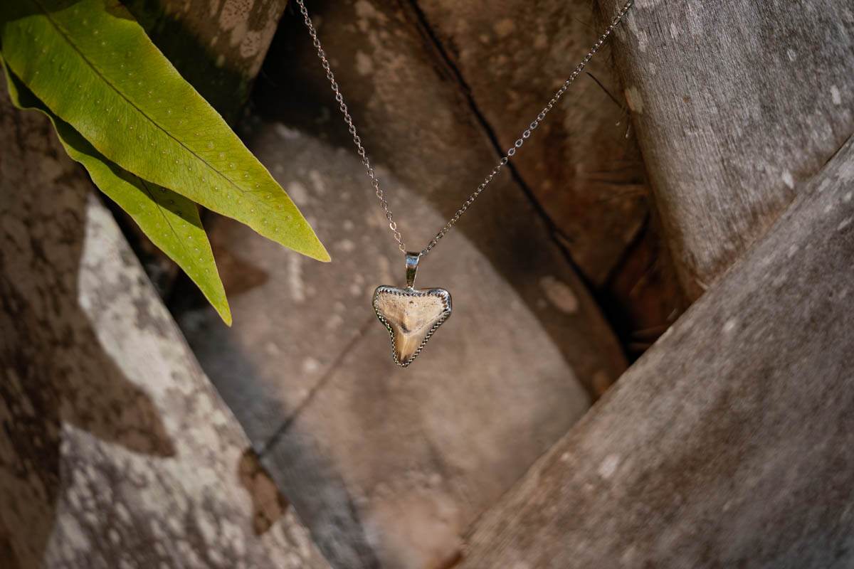 Custom Shark Tooth Necklace - Image 2