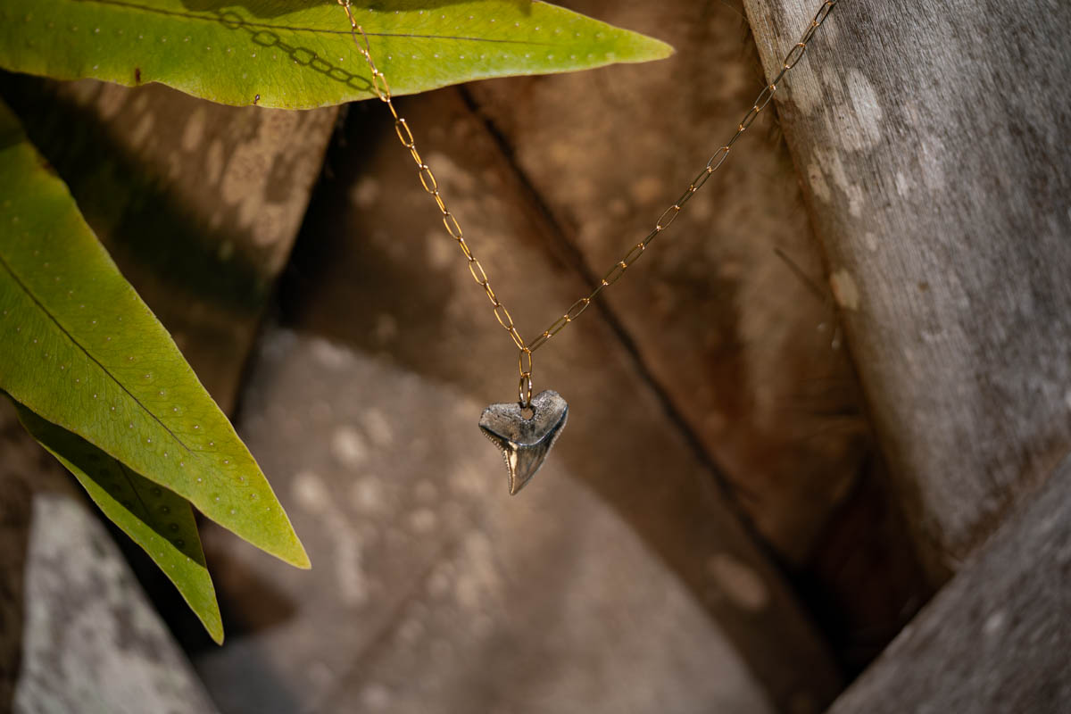 Gold Drilled Shark Tooth Necklace - Image 2