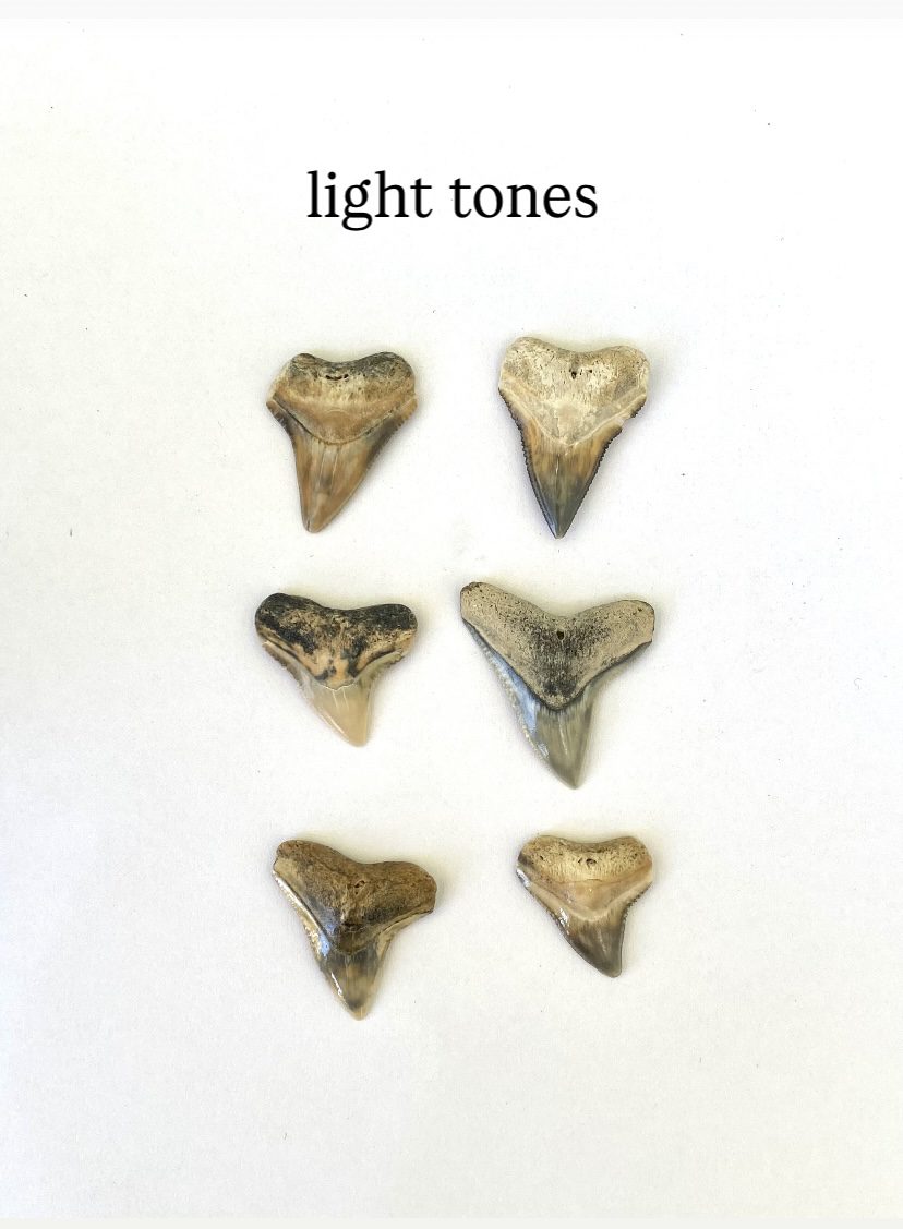 Custom Shark Tooth Necklace - Image 10
