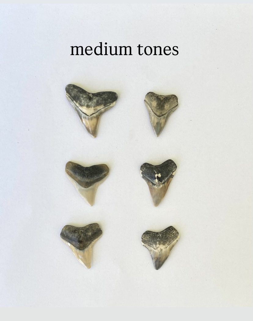 Custom Shark Tooth Necklace - Image 11