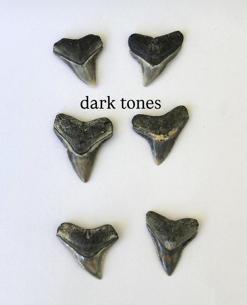 Custom Shark Tooth Necklace - Image 12